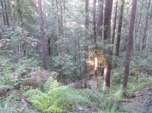 6.25.15 redwood forest-004