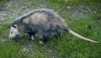 Opossum--note skinny tail, pointed head