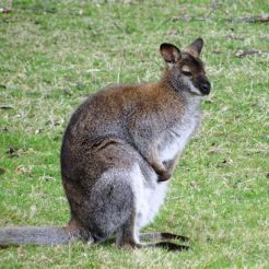 bennets wallaby tas